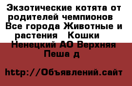  Экзотические котята от родителей чемпионов - Все города Животные и растения » Кошки   . Ненецкий АО,Верхняя Пеша д.